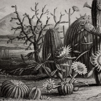 Cactus Garden mustavalkoinen kaktustapetti Rebel Wallsilta R15741 kuva