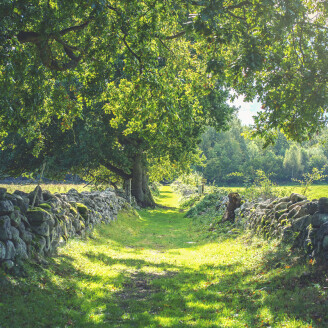 Early Summer vihrea maaseutumaisema valokuvatapetti Rebel Wallsilta R16651 kuva