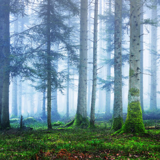 Blue Forest sininen metsatapetti valokuvatapetti Rebel Wallsilta R16661 image