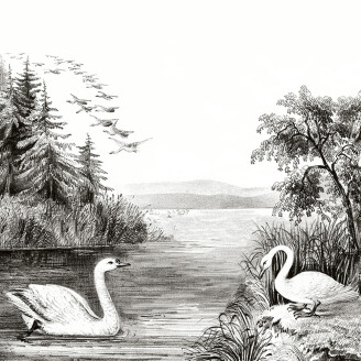 Swan Lake harmaa lintutapetti Rebel Wallsilta R16221 image