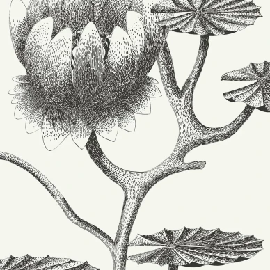 Lily mustavalkoinen kukkatapetti Cole et Sonilta 95 4020 image
