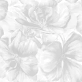 Appleblomma tapet på vit bakgrund och gråa blommor