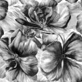 Appleblommatapet med svarta blommor på vit bakgrund är en vacker dramatisk tapet