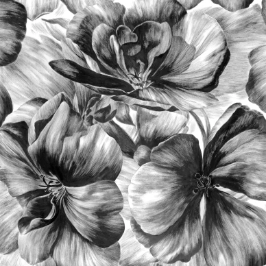 Appleblommatapet med svarta blommor på vit bakgrund är en vacker dramatisk tapet image