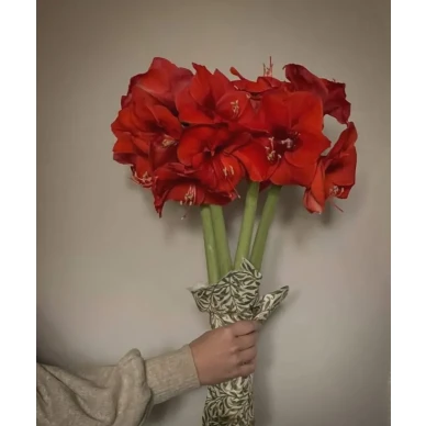 Pinoli kalkkimaali Kalklitirilta image