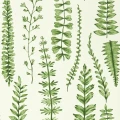 Ferns vihrea lehtitapetti Scionilta 112798