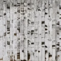 Metal Birch metallinen puutapetti Rebel Wallsilta R15221
