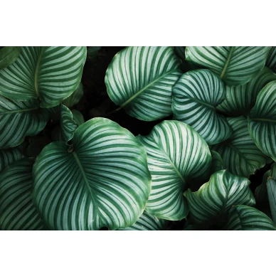 Beetle Valley suurikuvioinen vihrea lehtitapetti koko kuvio Rebel Wallsilta R15831 image