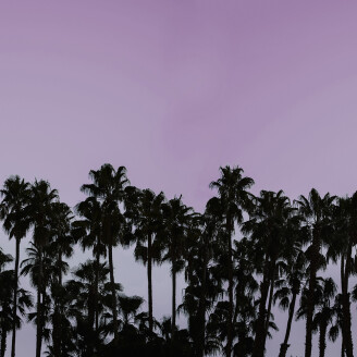 Riviera Daydream liila musta palmutapetti Rebel Wallsilta R16052 image