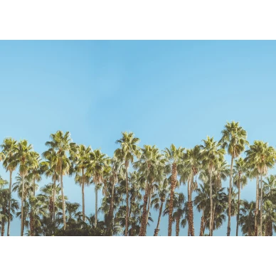 Riviera Daydream sininen vihrea palmutapetti levea kuvio Rebel Wallsilta R16051 kuva