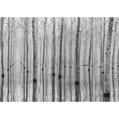 Birch Echo graafinen mustavalkoinen puutapetti koko kuvio Rebel Wallsilta R16061 image