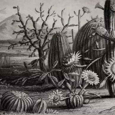 Cactus Garden mustavalkoinen kaktustapetti Rebel Wallsilta R15741 kuva