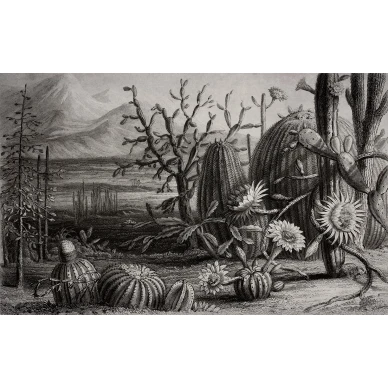 Cactus Garden mustavalkoinen kaktustapetti koko kuvio Rebel Wallsilta R15741 image