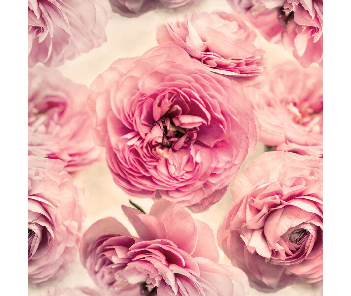Summer Wind mahtava roosa kukkatapetti Rebel Wallsilta R13091 image