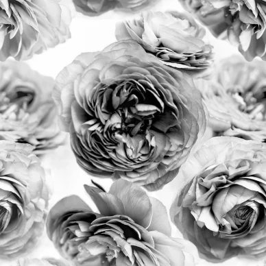 Summer Wind mustavalkoinen suurikuvioinen kukkatapetti Rebel Wallsilta R13092 kuva