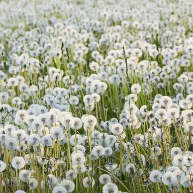 Dandelions valkoiset voikukkapallot valokuvatapetti Rebel Wallsilta R16351 kuva