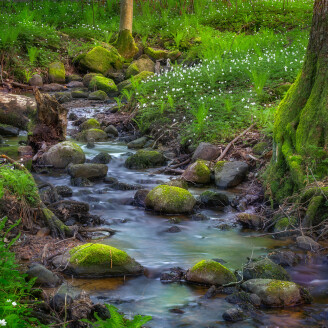Stream vihrea metsavirta valokuvatapetti Rebel Wallsilta R16381 image