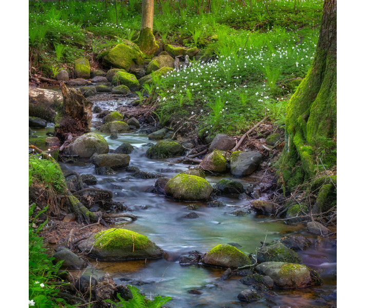 Stream vihrea metsavirta valokuvatapetti Rebel Wallsilta R16381 kuva