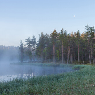 Forest Lake sumuinen metsajarvi valokuvatapetti Rebel Wallsilta R16421 kuva