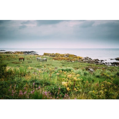 Bareback hevostapetti valokuvatapetti koko kuvio Rebel Wallsilta R16471 kuva