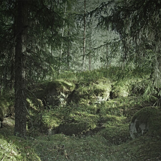 Virgin Forest maaginen metsatapetti valokuvatapetti Rebel Wallsilta R16531 kuva