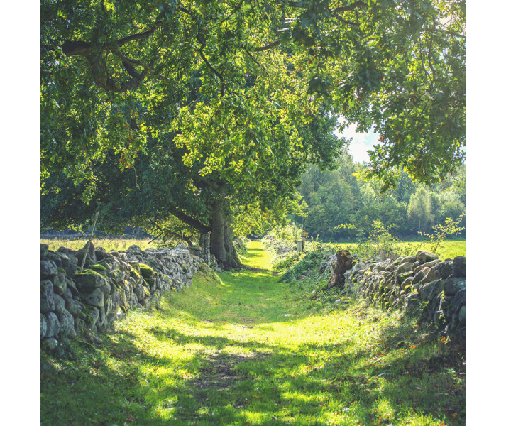 Early Summer vihrea maaseutumaisema valokuvatapetti Rebel Wallsilta R16651 kuva