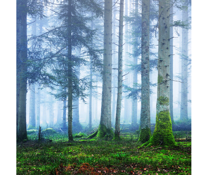 Blue Forest sininen metsatapetti valokuvatapetti Rebel Wallsilta R16661 image