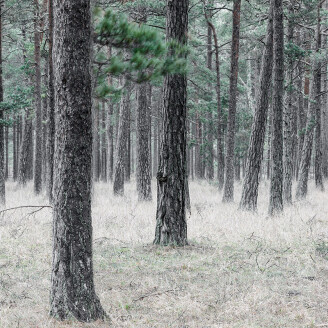 Pine Forest metsatapetti valokuvatapetti Rebel Wallsilta R13711 image