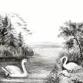 Swan Lake harmaa lintutapetti Rebel Wallsilta R16221