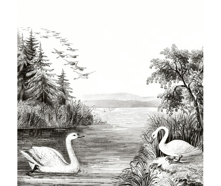 Swan Lake harmaa lintutapetti Rebel Wallsilta R16221 kuva