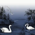 Swan Lake sininen joutsentapetti Rebel Wallsilta R16222