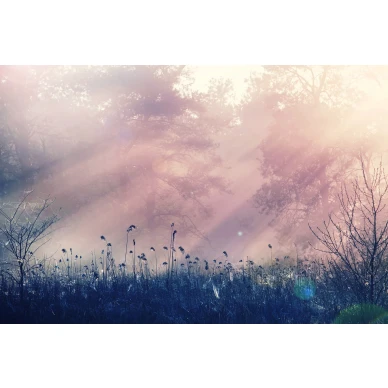 Pink Dawn roosa aamumaisema muraltapetti koko kuvio Rebel Wallsilta R15361 kuva