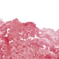 Bellewood pinkki metsatapetti Rebel Wallsilta R13056