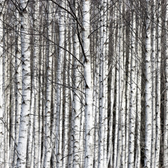 Birch Trunks mustavalkoinen puutapetti Rebel Wallsilta R13031 kuva