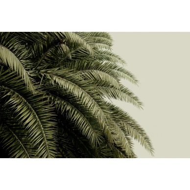Leaf Love vihrea palmutapetti Rebel Wallsilta koko kuvio R14001 kuva