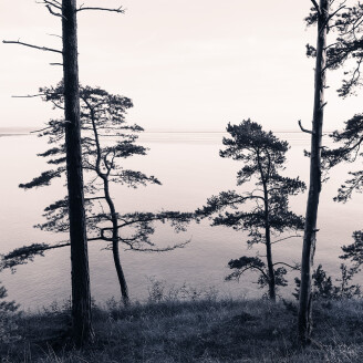 Old Pine Trees roosaharmaa puutapetti Rebel Wallsilta R13021 image