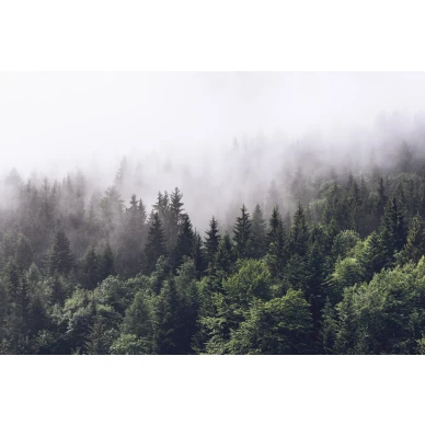 Misty Fir Forest vihrea metsatapetti Rebel Wallsilta koko kuvio R16731 image