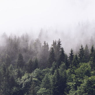 Misty Fir Forest vihrea usvainen metsatapetti Rebel Wallsilta R16731 kuva