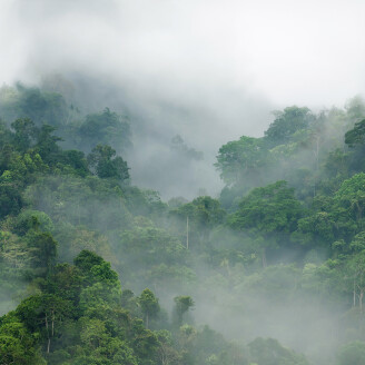 Misty Forest vihrea sumuinen metsatapetti Rebel Wallsilta R15062 kuva