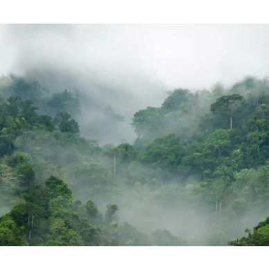 Misty Forest vihrea sumuinen metsatapetti levea kuvio Rebel Wallsilta R15062 kuva
