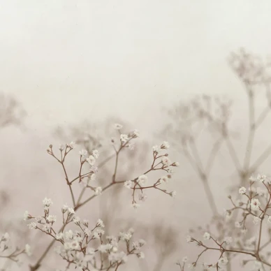 Julia beige roosa kukkatapetti Sandbergilta S10130 kuva