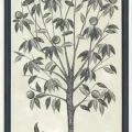 Cole et Sonin Trees of Eden mustavalkoinen tapettipaneeli Life 113 14043