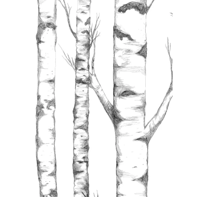 Mustavalkoinen koivutapetti Tree Borastapeterilta 9451w image