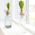 Lasimaljakko hyasintteille Cinth House Doctorilta 206340311