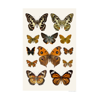 Syysperhoset juliste Butterflies Autumn Liljebergs image