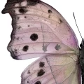 Lahikuva perhosjuliste Liljebergilta Salamis Parhassus