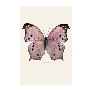 Perhosjuliste Salamis Parhassus Liljebergilta image