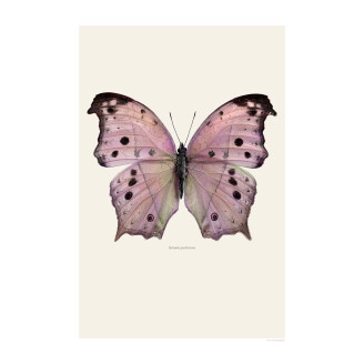Perhosjuliste Salamis Parhassus Liljebergilta kuva