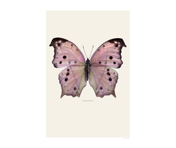 Perhosjuliste Salamis Parhassus Liljebergilta kuva