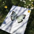 Juliste vaaleanvihreasta perhosesta Pareronia Valeria Lutescens